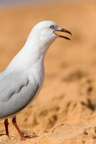Måsfågeln Stranden Närbild Vit Fågel Mås Måsen Står Sanden — Stockfoto