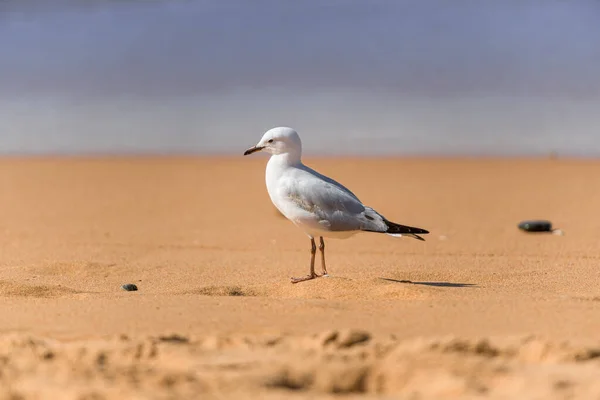 Måsfågeln Stranden Närbild Vit Fågel Mås Måsen Står Sanden — Stockfoto