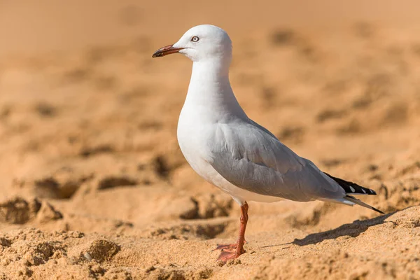 Måsfågeln Stranden Närbild Vit Fågel Mås Måsen Står Sanden — Stockfoto