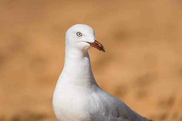 Måsfågeln Stranden Närbild Vit Fågel Mås Måsen Står Sanden — Stockfoto