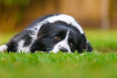 Beautiful Border Collie lying on the grass at sunset, captured in natural light with shallow depth of field and warm bokeh background.