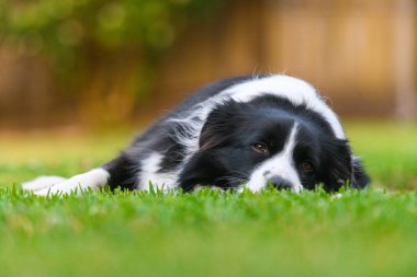 Beautiful Border Collie lying on the grass at sunset, captured in natural light with shallow depth of field and warm bokeh background.