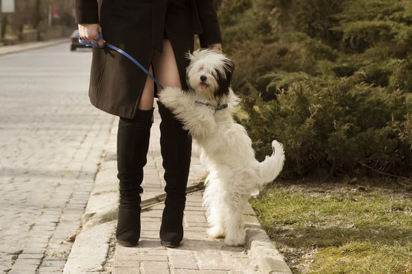 Piccolo cane domestico in piedi vicino a gambe femminili — Foto Stock