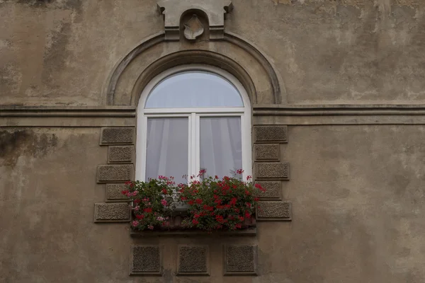 Schönes altes Fenster mit Blumen. lviv, ukraine — Stockfoto