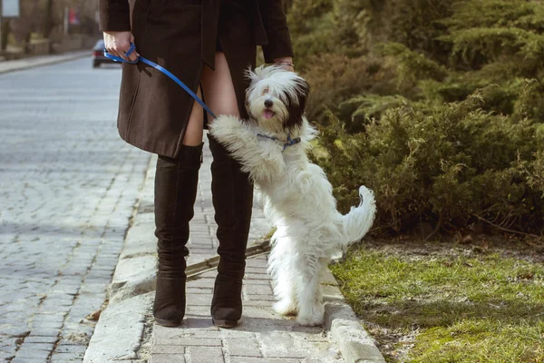 Cane in piedi alle gambe della donna — Foto Stock