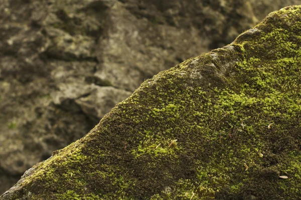 Green moss on the stone closeup