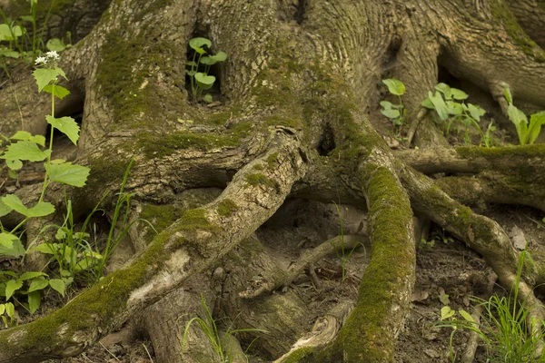 Tree roots on ground with moss — Stock Photo, Image
