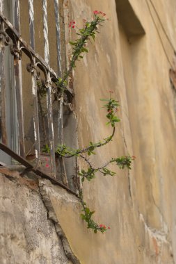 Yaşlı sarı duvar arka plan