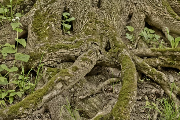 Big tree roots with moss — Stock Photo, Image