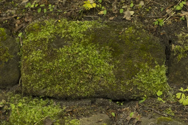 Grön mossa på stenen vid skogen — Stockfoto