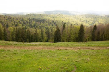 Karpat Dağları manzarası. Kozalaklı ve sisli dağların manzarası 