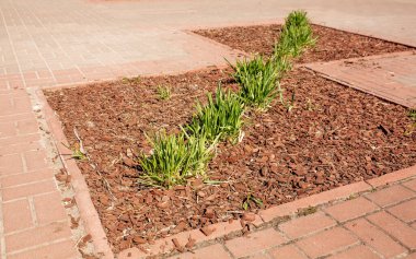 Parkın zemininde gübre niyetine odun parçaları var.