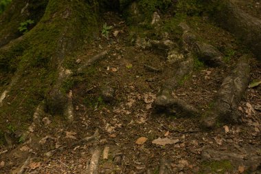 Ormandaki toprağın üzerindeki eski ağaç kökleri. Yakın çekim.