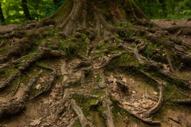 Ormandaki toprağın üzerinde geniş ağaç kökleri. Yakın çekim.