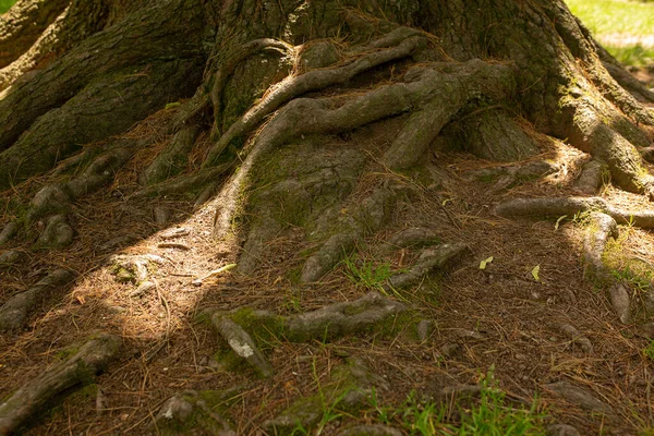 Tree Roots Soil Garden Closeup Shot — Stock Photo, Image