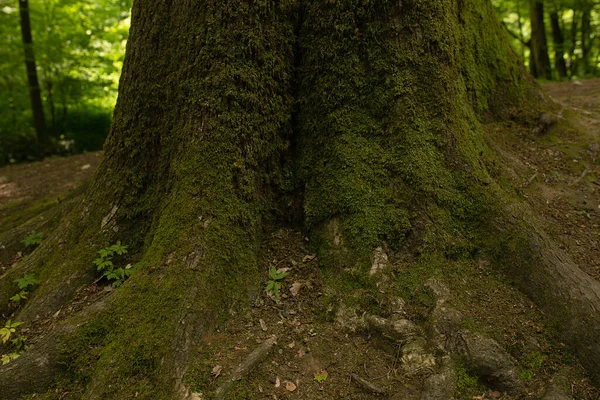 Tree Roots Soil Park Closeup Shot — Stock Photo, Image