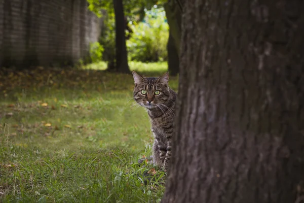 绿眼睛的猫偷看树后 — 图库照片