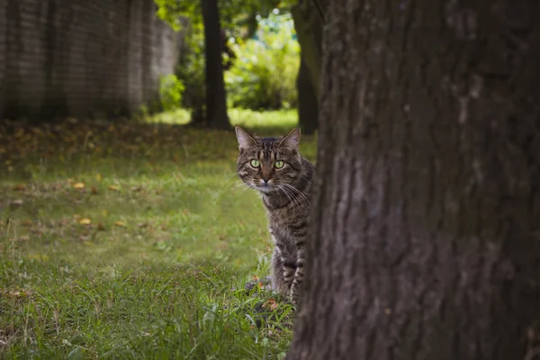 Grönögda katt kikar bakom trädet — Stockfoto