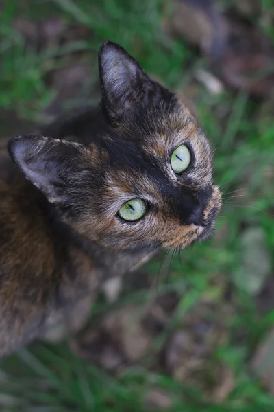 Zielonooki kota patrząc w górę — Zdjęcie stockowe