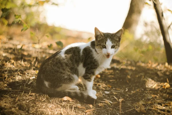 Pequeno gato na natureza — Fotografia de Stock