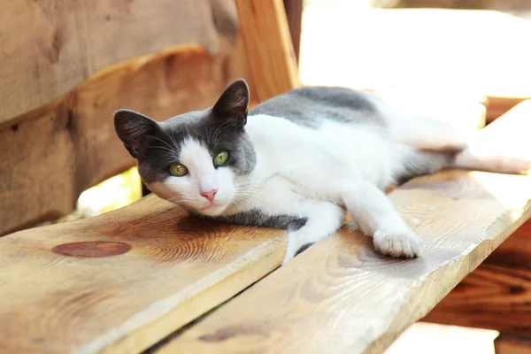 Gatto è sdraiato su una panchina — Foto Stock