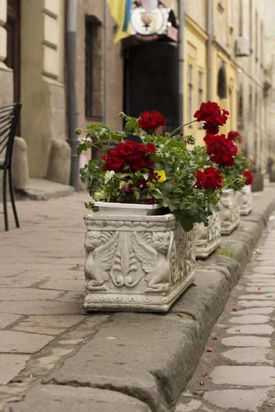 Macizos de flores en la ciudad — Foto de Stock