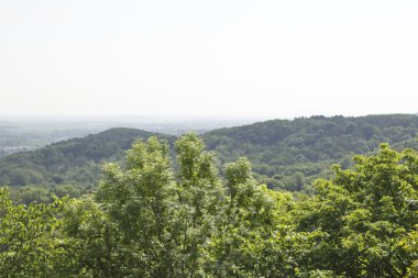 Şafakta ormanın görünümü