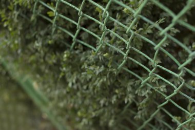 çelik kafes yakınındaki yaprakları