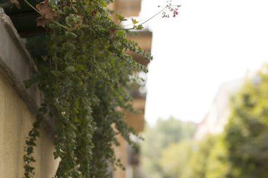 Sardunya Sokak üzerinde bir tencerede