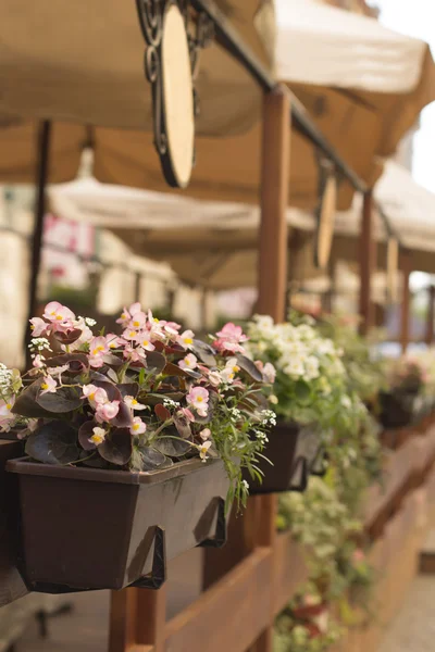 Flowers in a cafe on the terrace — Stock Photo, Image