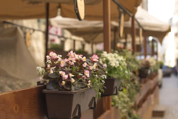 Flores en una cafetería en la terraza exterior — Foto de Stock