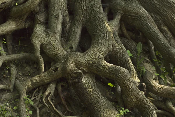 Starý strom s kořeny — Stock fotografie