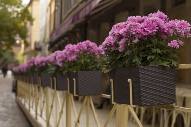 Tencere restoran yakınında pembe çiçekler