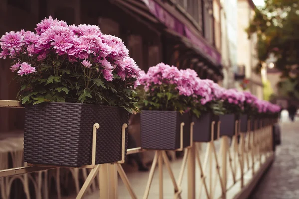 Flores rosas en macetas cerca de la cafetería — Foto de Stock