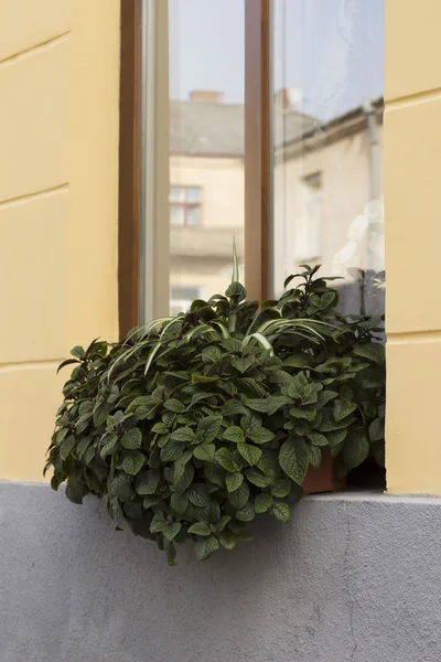 Rośliny w pobliżu okna na ulicy — Zdjęcie stockowe