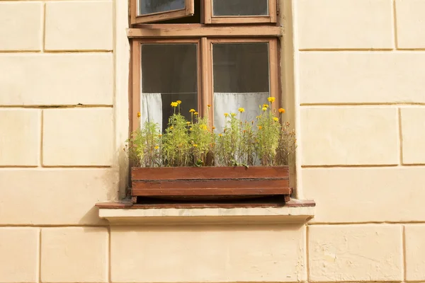 Flowerbed ile ahşap pencere — Stok fotoğraf