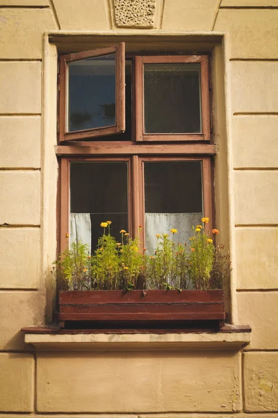 Ročník okno s květinami — Stock fotografie