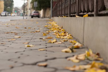 Sarı yapraklar sınırı yakınlarında