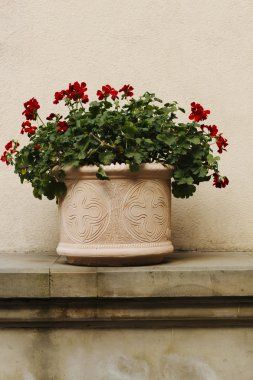 Kırmızı çiçekli flowerbed