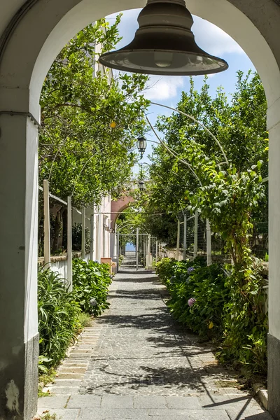 Citrus garden — Stock Photo, Image