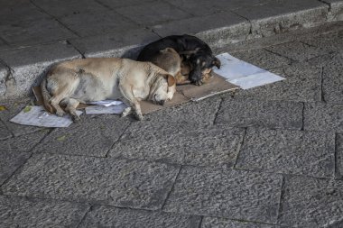 sokak köpekleri