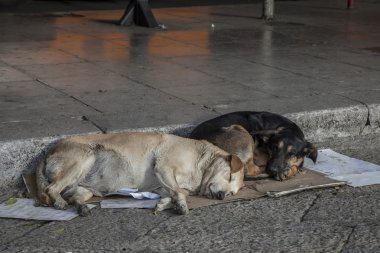 sokak köpekleri