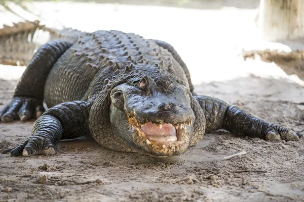 Alligator  everglades — Stock Photo, Image