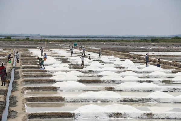 Sól, pola tamil nadu india — Zdjęcie stockowe