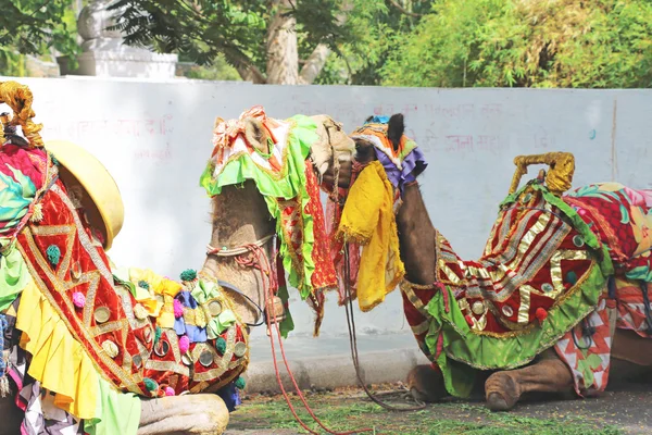 Camelos em trajes tradicionais coloridos udaipur índia — Fotografia de Stock