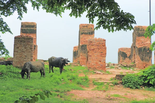 Massive Fatehpur Sikri fort and complex Uttar Pradesh India — Stock Photo, Image