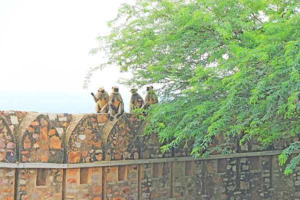 Affen auf massiven Chittorgarh Fort und Gelände rajasthan indi — Stockfoto