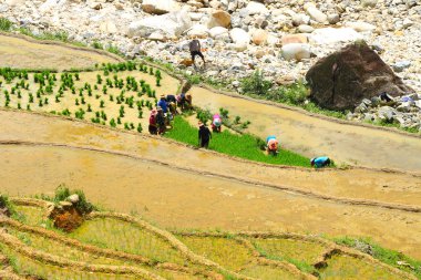 sapa pirinç terasları vietnam 
