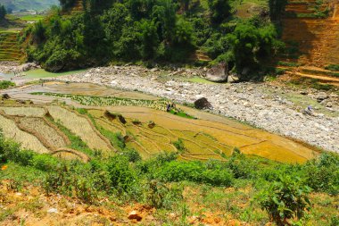 sapa pirinç terasları vietnam 