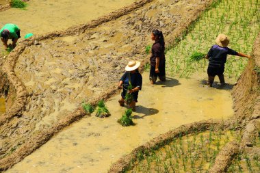 sapa pirinç terasları vietnam 